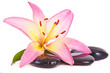 Steine,Lilium