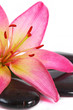pink lily