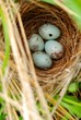 Blue bird eggs and a nest in a meadow Blue bird eggs and a nest in a meadow