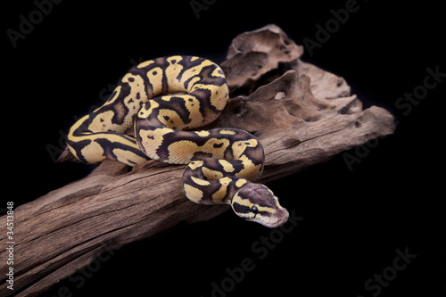 Photo: Baby Ball or Royal Python, Firefly morph, on a piece of wood Baby Ball or Royal Python, Firefly morph, on a piece of wood