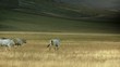 Herd of cows moving in group