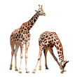 giraffes isolated