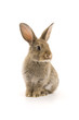 Adorable rabbit isolated on white Adorable rabbit isolated on white