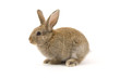 Adorable rabbit isolated on white