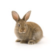 Adorable rabbit isolated on white Adorable rabbit isolated on white