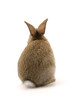 Adorable rabbit isolated on white Adorable rabbit isolated on white