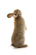 Adorable rabbit isolated on white Adorable rabbit isolated on white