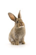 Adorable rabbit isolated on white