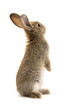 Adorable rabbit isolated on white