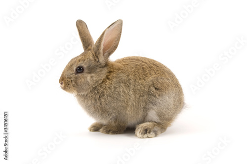 Photo: Adorable rabbit isolated on white Adorable rabbit isolated on white