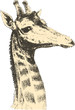 Giraffe 2