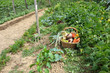 Photo: panier de légumes cueillis au jardin panier de légumes cueillis au jardin