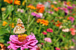 butterfly on the Zinnia