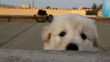 Cuccioli giocano a nascondersi