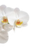 phalaenopsis flower