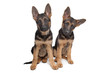 two German shepherd puppies two German shepherd puppies