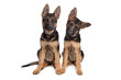 two German shepherd puppies two German shepherd puppies