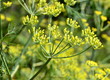 Foto: foeniculum vulgare foeniculum vulgare