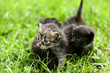 Photo: little kitten who walks on the light green grass little kitten who walks on the light green grass