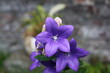 Platycodon_001
