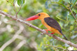 Brown-Winged Kingfisher