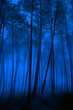 Blue forest