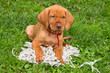Foto: Magyar Vizsla Welpe Magyar Vizsla Welpe