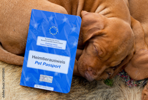 Photo: EU Heimtierausweis für Welpen: Magyar Vizsla EU Heimtierausweis für Welpen: Magyar Vizsla