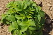 Photo: Potato plant Potato plant