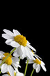 White Daisy
