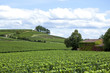 Saint-Emilion, vin, vignoble, Bordeaux, raisin, vignes, vert