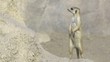 Suricate or meerkat (Suricata suricatta) Standing Alert