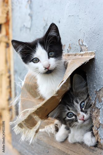 Photo: Two funny homeless playful kitten Two funny homeless playful kitten