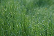 Morning dew on a green grassy lawn Morning dew on a green grassy lawn