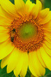 a bee & sunflower