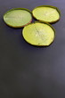 Victoria amazonica