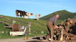 Taglialegna in montagna,con mucche al pascolo in lontananza
