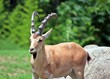 A Mountain Goat A Mountain Goat