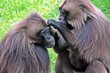 Baboon Grooming Baboon Grooming
