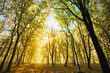 autumn sun in the branches of a tree