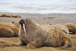 Walrus family haul out