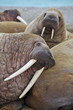 Walrus family haul out