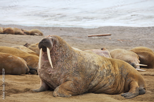 Photo: Walrus family haul out Walrus family haul out