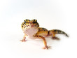 Leopard Gecko 2 - Eublepharis macularius