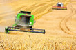 Combine harvesting wheat