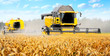 Combine harvesting wheat