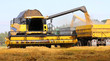 Combine harvesting wheat