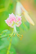 Lilium speciosum