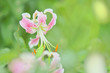 Lilium speciosum