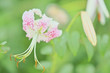 Lilium speciosum